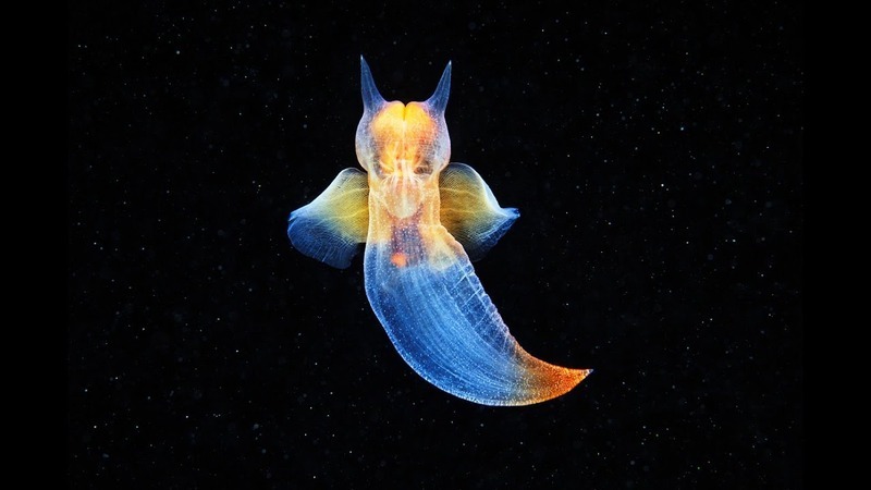 maxresdefault  Sea Angel (Clione).jpg