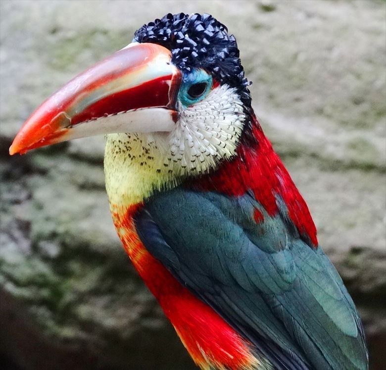 Curl-Crested Aracari.jpg