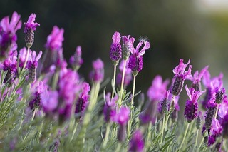 lavendar-1153408_640.jpg