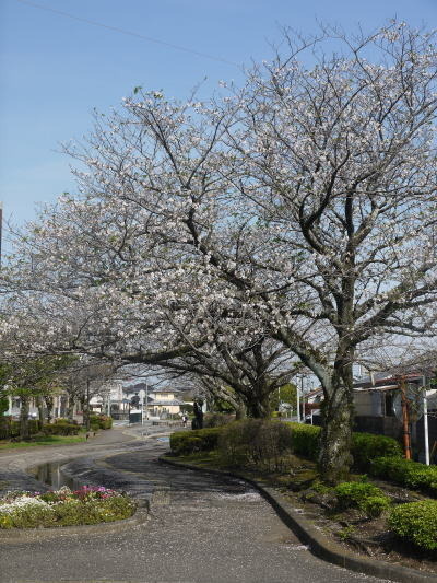 後田川緑道公園の桜2024