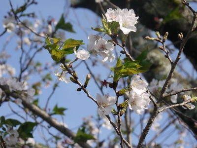 ツボミと桜