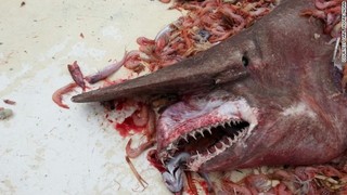 goblin-shark.jpg