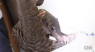 pangolin-cnn1.jpg