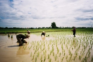 Fh000011rice[1].jpg