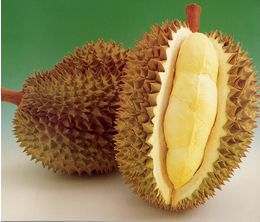 durian-p[1].jpg