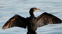 cormorant-1800387_640.jpg