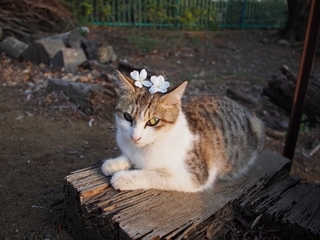 nekosakura (400x300).jpg