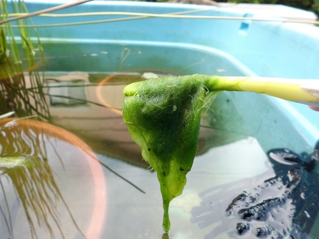 ねことメダカの雑多な日記 ビオトープに藻が繁殖 掃除します