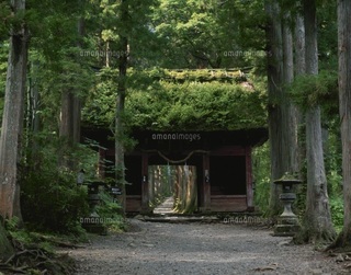 戸隠神社参道.jpg