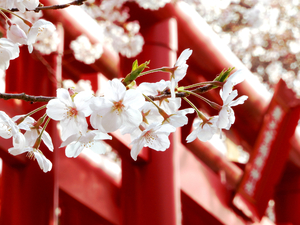 shrine-torii-sakura
