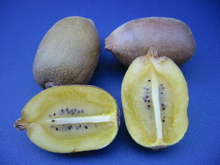 800px-New_Zealand_Golden_Kiwifruit-darkblue.jpg