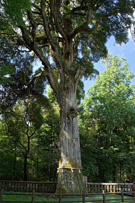 800px-Kirishima-jingu15n4350.jpg