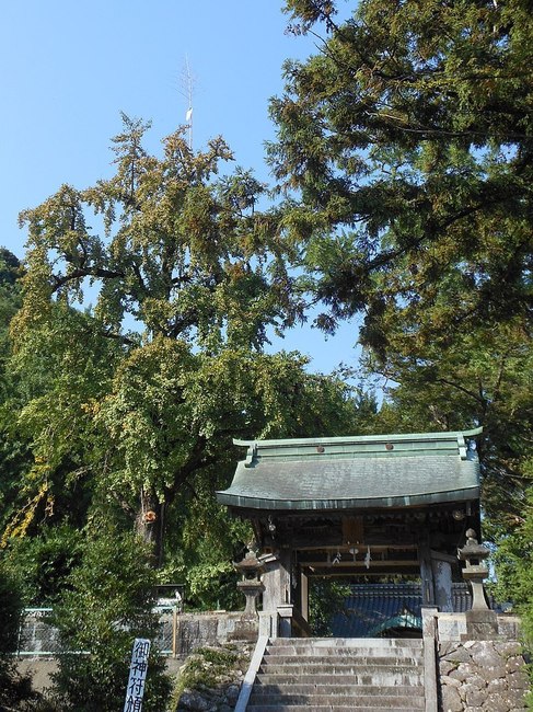 800px-Tower_gate_and_sacred_ginkyo_tree_at_Ayabe_Hachiman_Shrine.jpg