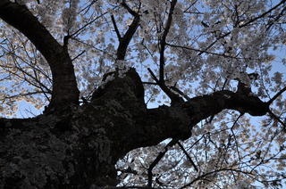 千手山公園の桜.JPG