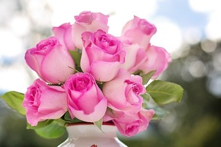 pink-roses-2191636_640.jpg