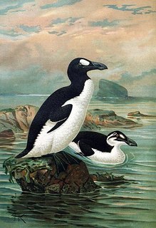 375px-Keulemans-GreatAuk.jpg