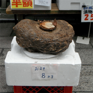 yaku08kg.jpg