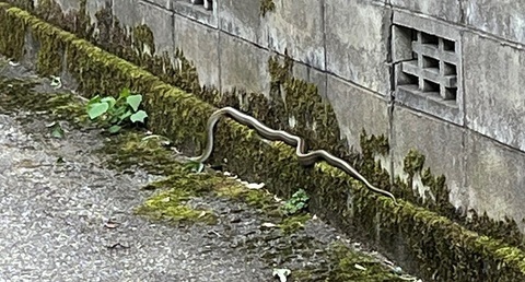 snake2209.jpg