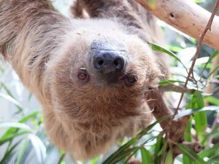 sloth-1740761_1280.jpg