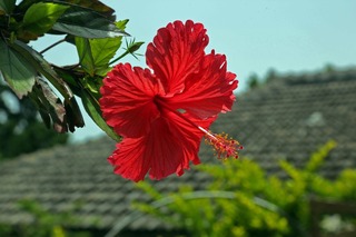 hibiscus-787030_1280.jpg