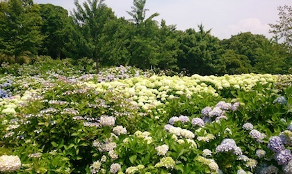 関西ペットとお出かけ 蜻蛉池公園のあじさい