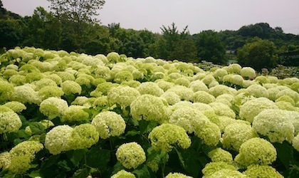 関西ペットとお出かけ 蜻蛉池公園のあじさい