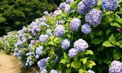 関西ペットとお出かけ 蜻蛉池公園のあじさい