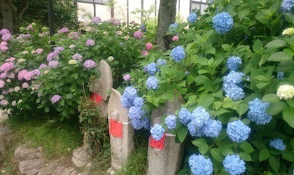 紫陽花 関西 トップ ペット