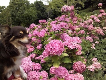 関西ペットとお出かけ 蜻蛉池公園のあじさい