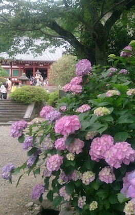 関西ペットとお出かけ 矢田寺のあじさい