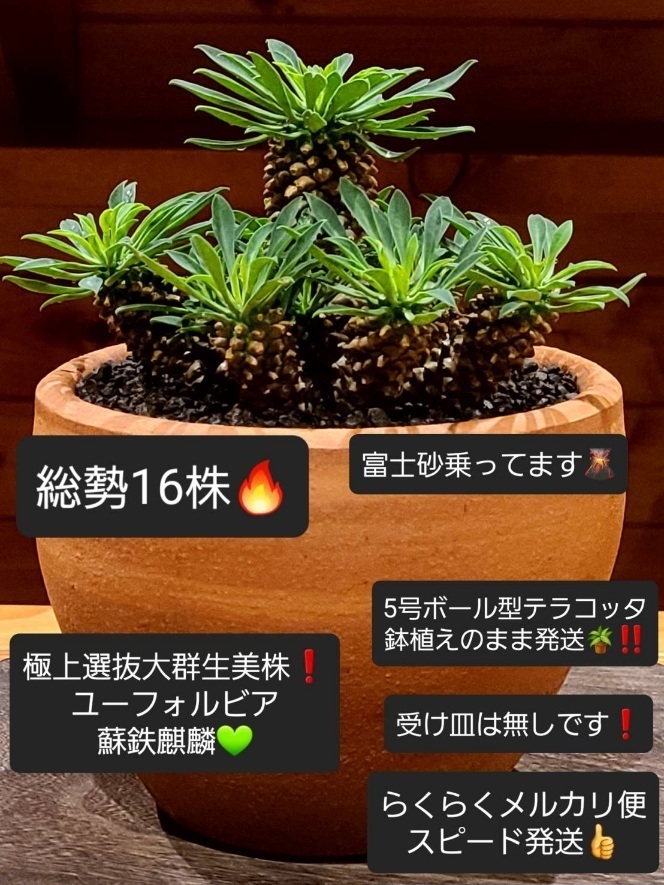 鉢植え⚠️超希少⚠️大株 ソテツキリン 群生株 ✳️子株の数が多い