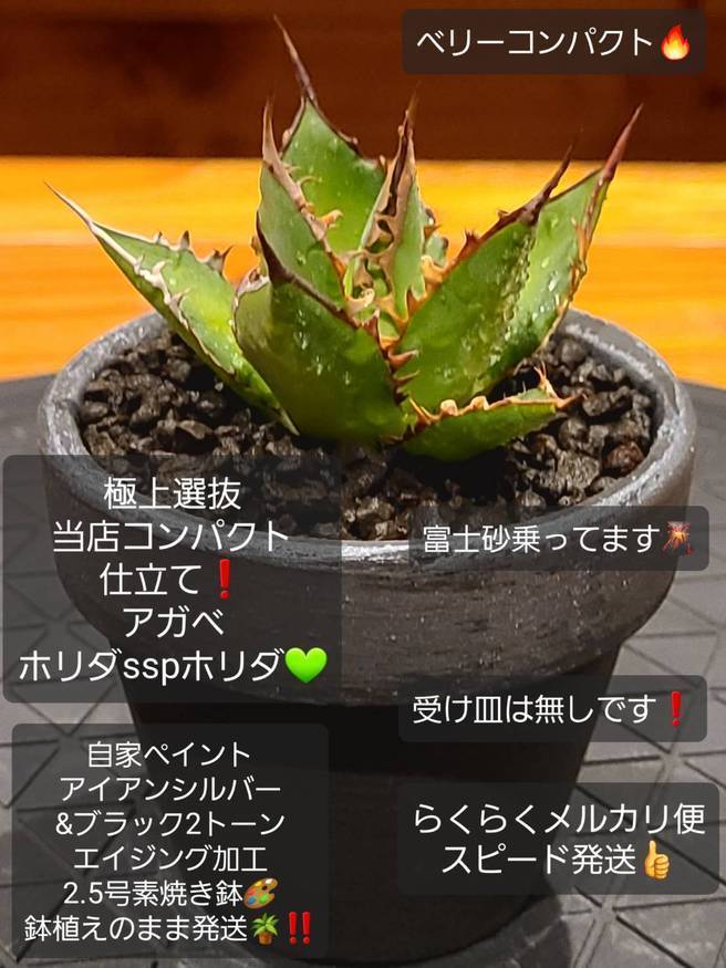 Pika-farm ログ: M・PLANTS・極選当店コンパクト仕立て株