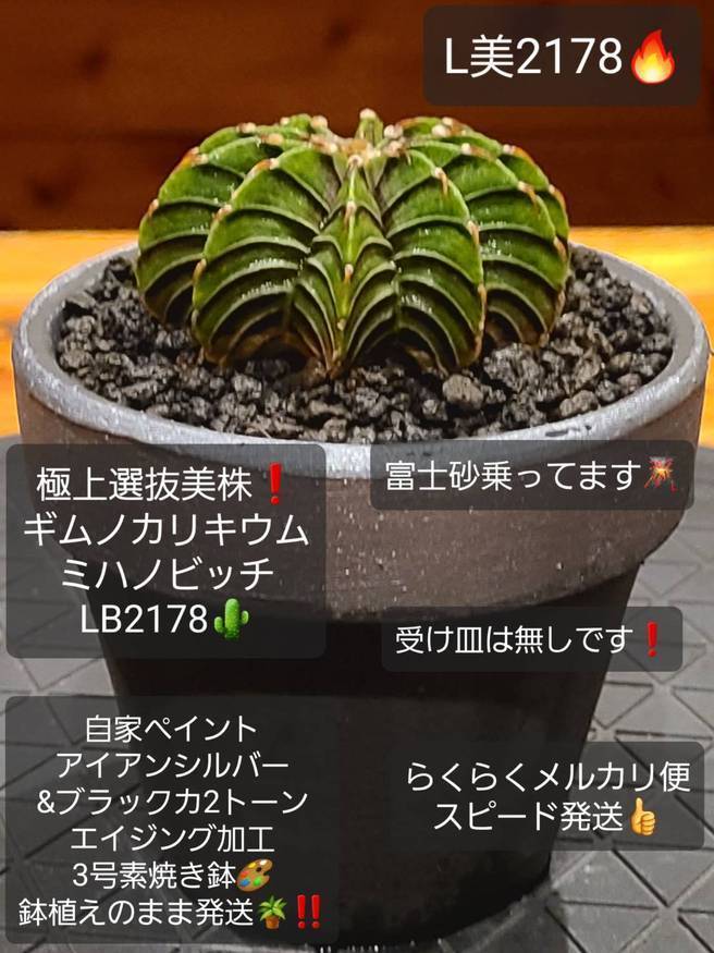 Pika-farm ログ: M・PLANTS・極上選抜美株・ギムノカリキウムミハノ