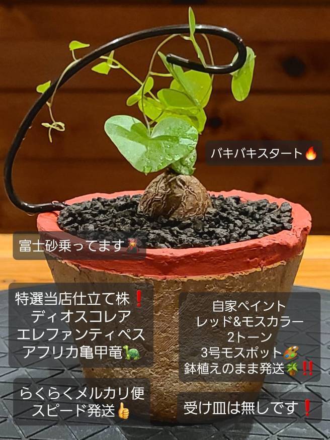 Pika-farm ログ: M・PLANTS・特選当方仕立て株・アフリカ亀甲竜・3号 ...