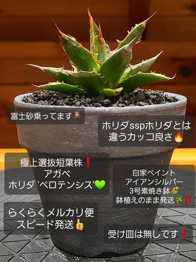 Pika-farm ログ: M・PLANTS・極上選抜仕立て株・アガベホリダペロテンシス・3号鉢植え発送