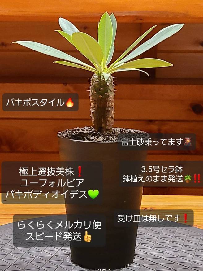 Pika-farm ログ: M・PLANTS・極上選抜株・ユーフォルビアパキポディオイデス・3.5号セラ鉢植え発送