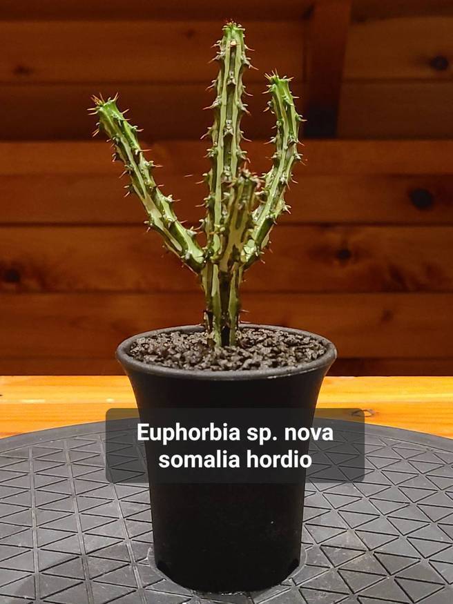 ユーフォルビア sp ソマリア ホルディオ①（Euphorbia sp. nova somalia hordio） - 観葉植物