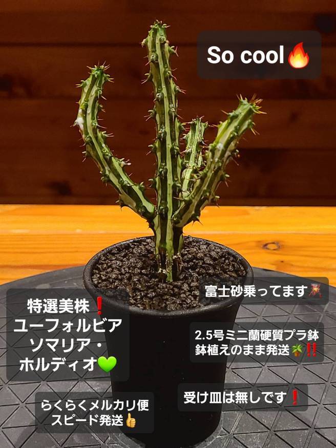 ユーフォルビア sp ソマリア ホルディオ①（Euphorbia sp. nova somalia hordio） - 観葉植物