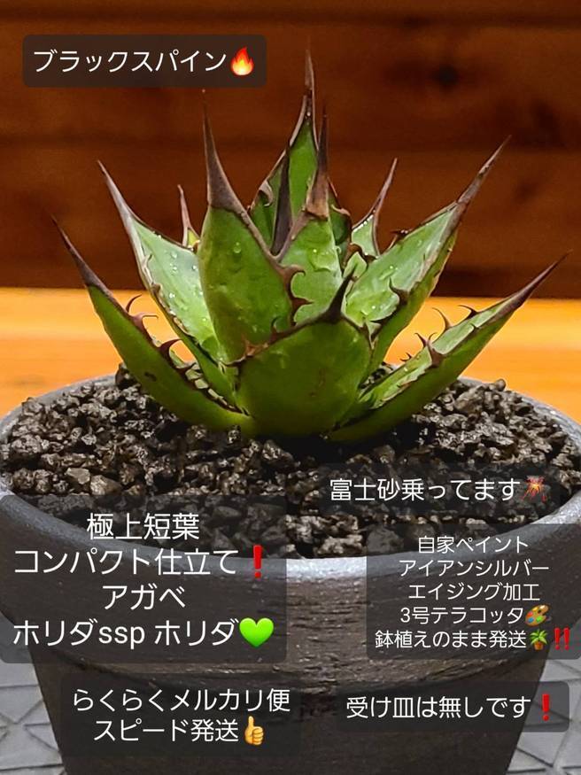 Pika-farm ログ: M・PLANTS・極上短葉コンパクト仕立て株・アガベホリダ・3号鉢植え