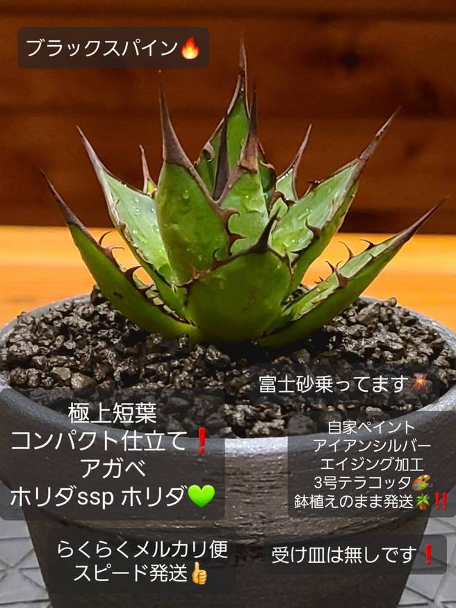 Pika-farm ログ: M・PLANTS・極上短葉コンパクト仕立て株