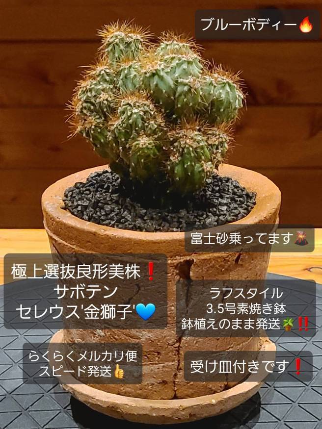 Pika-farm ログ: M・PLANTS・極上選抜良形美株・サボテン・セレウス金獅子・3.5号鉢植え