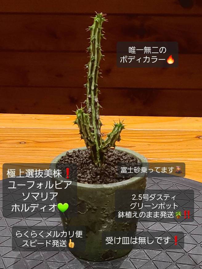 Pika-farm ログ: Pika farm・極上選抜株・ユーフォルビアソマリアホルディオ・2.5号鉢植え