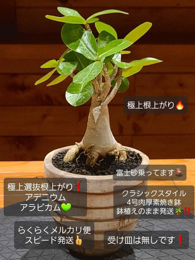 Pika-farm ログ: M・PLANTS・極上根上がり・アデニウム・アラビカム・クラシック4号鉢植え