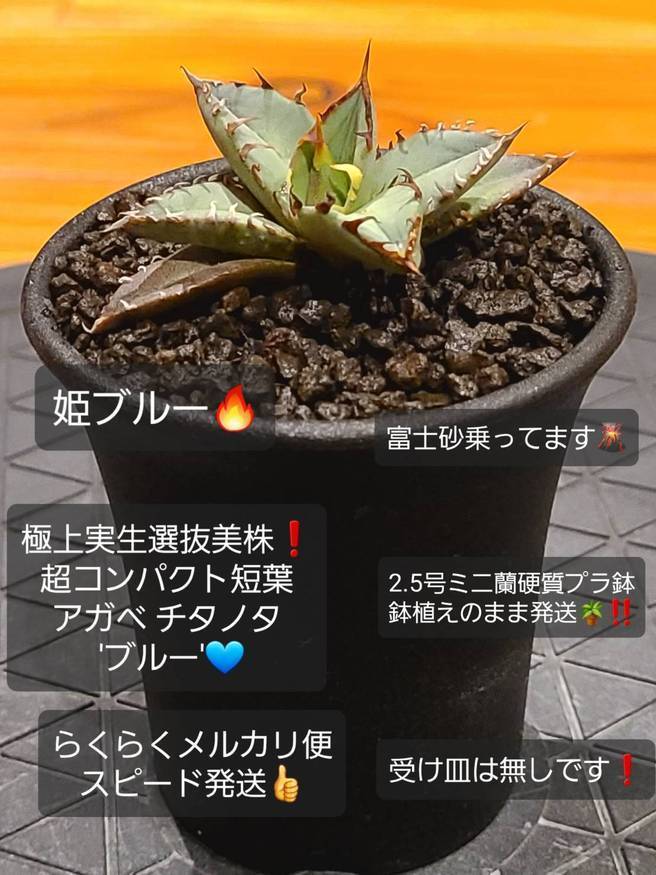 Pika-farm ログ: M・PLANTS・極上選抜実生株・アガベチタノタブルー・2.5号プラ蘭鉢植え