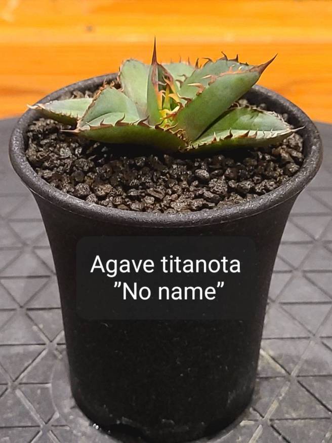 限定セール！ NO agave チタノタ アガベ NO NAME 観葉植物