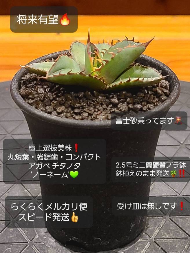 見事な チタノタ ノーネーム 幅広葉 観葉植物