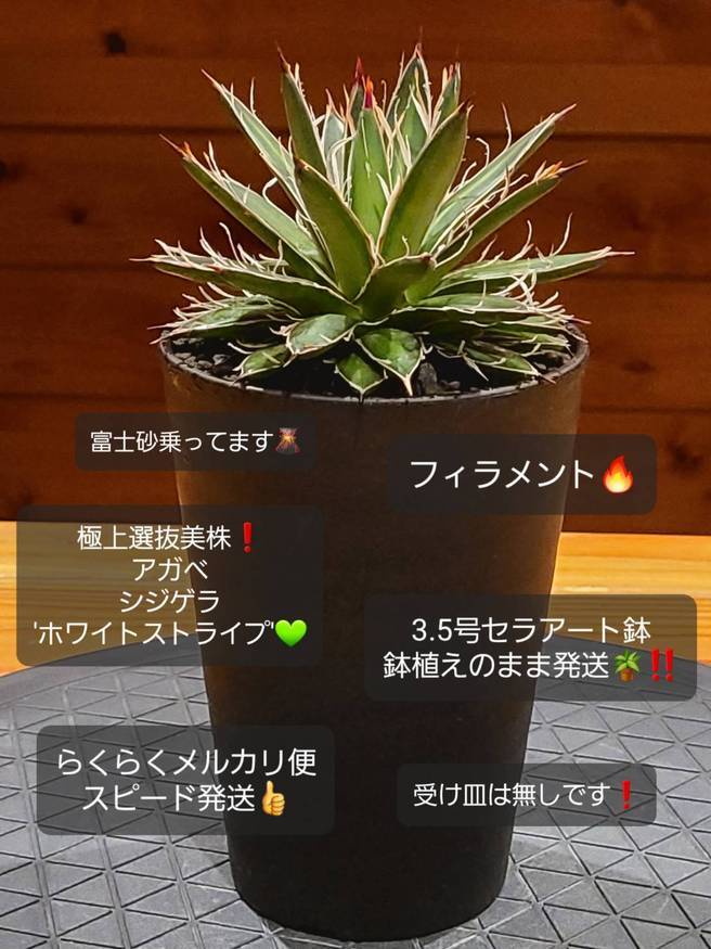 Pika-farm ログ: M・PLANTS・極上選抜良形株・アガベシジゲラ