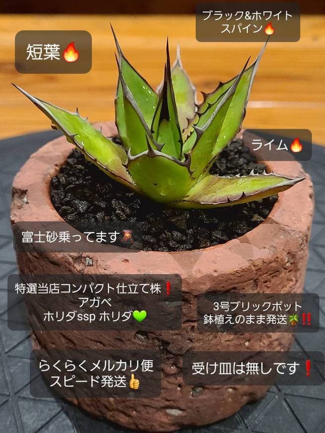 Pika-farm ログ: M・PLANTS・特選当店コンパクト仕立て株