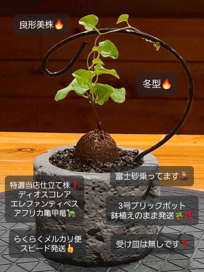 Pika-farm ログ: M・PLANTS・特選当方実生仕立て株・アフリカ亀甲竜-・3号鉢植え発送