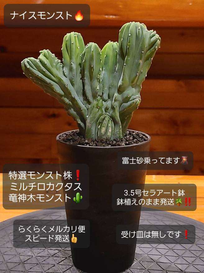 Pika-farm ログ: M・PLANTS・特選モンスト株・ミルチロカクタス竜神木・3.5号セラ鉢植え